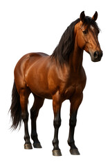 Naklejka premium Horse standing in isolation.