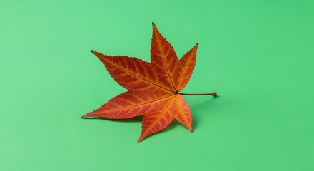 autumn leaf on green screen for digital design
