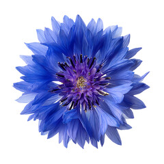  Cornflower