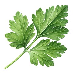 Fototapeta premium Flat-Leaf Parsley Leaf Fresh Crisp Green Herb Isolated on White Background Highlighting Smooth Botanical Shape, Organic Culinary Garnish, Natural Healthful Flavor for Food Photography