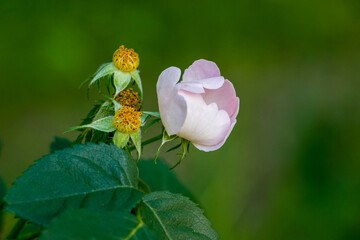 Wild rose blossom. Rosehip flower.