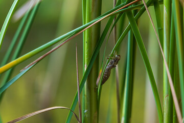 Flooded quarry with wetland. Flora and fauna. Beautiful flowers in the meadow