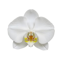 Vibrant cosmic scene featuring three stars shining brightly against the backdrop of deep space exploration