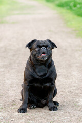 small black dog sitting road