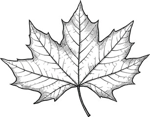 Hand drawn maple leaf sketch