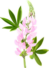 Vector flower lupine. Bright summer plant blooming lupine