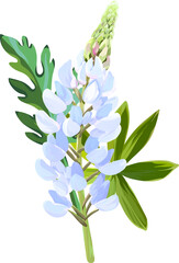Vector flower lupine. Bright summer plant blooming lupine