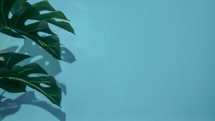 Monstera leaves on a blue wall are suitable for background or wallpaper