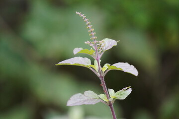 Close-up of the basil twig with blooming flowers
