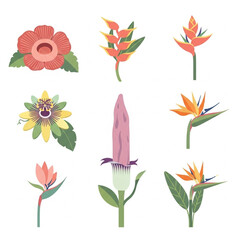 Collection of tropical flowers including heliconia, strelitzia, passionflower, and rafflesia.