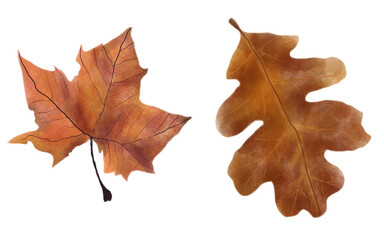 Realistic Fallen Autumn Leaf Illustration