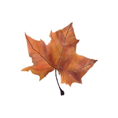 Fototapeta premium Realistic Fallen Autumn Leaf Illustration