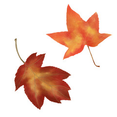 Realistic Fallen Autumn Leaf Illustration