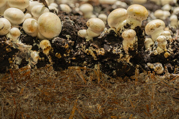 Fresh white mushrooms growing in rich soil with organic matter and earthy textures visible