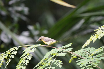 A Purple Sunbird is perching on the thin stem of moringa