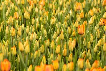 Obraz premium Vibrant field of tulips in various stages of bloom showcasing nature's colorful beauty
