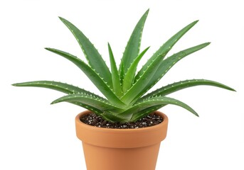 Aloe plant in terracotta pot, isolated on white. Close-up of succulent with speckled green leaves and sharp edges