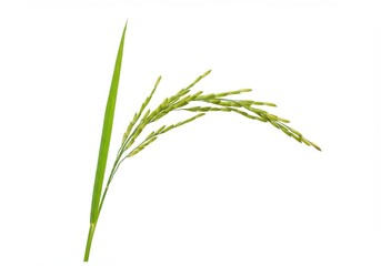 Naklejka premium Close-up of a stalk of rice, with green grains and a single blade on a stark white background. Simple, clean agricultural image
