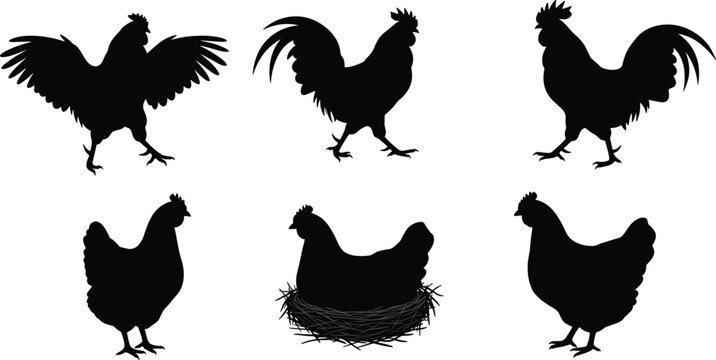 Chicken and rooster silhouette set, farm poultry vector collection, nesting hen, black isolated birds, rural livestock, agriculture animal illustration