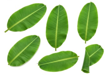 Fototapeta premium Several vibrant green banana leaves in varying positions are isolated against a bright white background