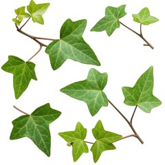 Fototapeta premium Six verdant ivy sprigs, showing varied leaf shapes and sizes, against an isolated white background