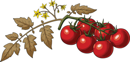 Ripe cherry tomatoes on vine fresh produce illustration © Marufin Art