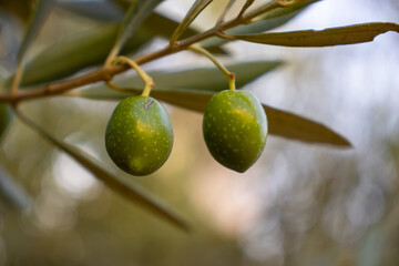 Fresh green olives close-up