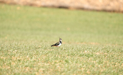 European Lapwing (Vanellus vanellus) photographed in Spain