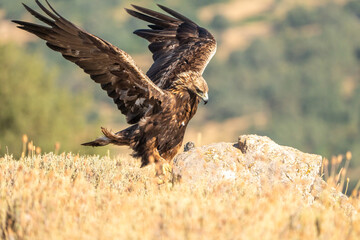 Golden eagle (Aquila chrysaetos) photographed in Spain