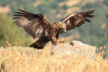 Golden eagle (Aquila chrysaetos) photographed in Spain