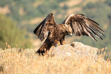 Golden eagle (Aquila chrysaetos) photographed in Spain