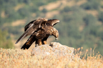 Golden eagle (Aquila chrysaetos) photographed in Spain