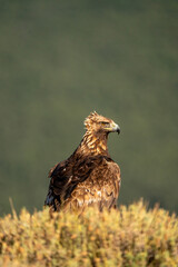 Golden eagle (Aquila chrysaetos) photographed in Spain