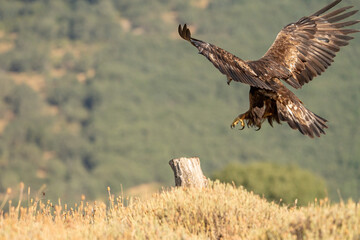 Golden eagle (Aquila chrysaetos) photographed in Spain