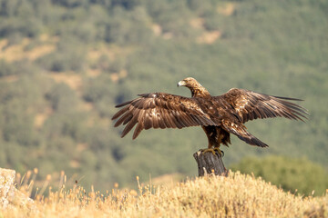 Golden eagle (Aquila chrysaetos) photographed in Spain