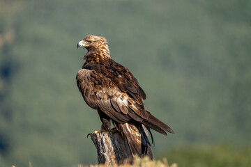 Golden eagle (Aquila chrysaetos) photographed in Spain