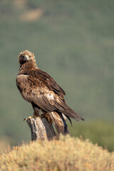 Golden eagle (Aquila chrysaetos) photographed in Spain