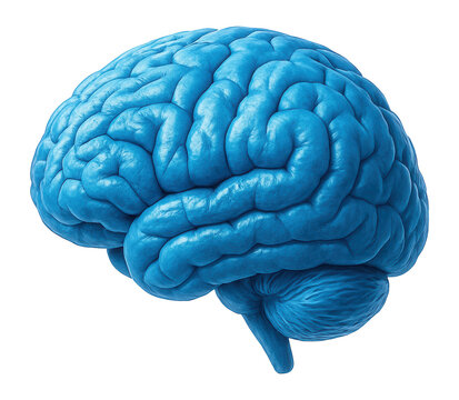 Blue brain model with floating binary digits, symbolizing intelligence and technology.