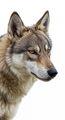 Fototapeta premium dog, alpha, wild, canine, portrait, fur, tousled, eyes, gaze, confident, strong, intelligent, predator, mammal, beast, studio, whitebackground, isolated, animal, closeup, facial, expression, majestic,