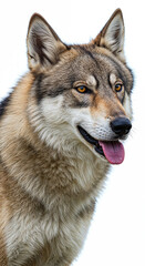 Obraz premium dog, alpha, wild, canine, portrait, fur, tousled, eyes, gaze, confident, strong, intelligent, predator, mammal, beast, studio, whitebackground, isolated, animal, closeup, facial, expression, majestic,