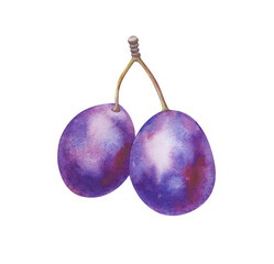 Watercolor illustration of a pair of plums on a branch. The botanical template is isolated on a white background. Ripe fruit for healthy proper nutrition. Gardening. Clipart.