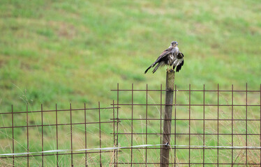 Ratonero, águila, rapaz, mojada en la lluvia y cazando, aguilucho lagunero en Cantabria