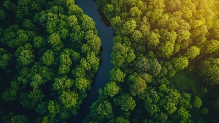 A stunning aerial view of a winding river flowing through a green forest at dawn, with soft, natural light illuminating the landscape.
