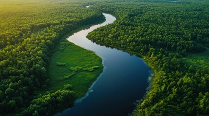 An aerial view of a vibrant green forest with a winding, snake like river flowing through it, creating a natural and serene landscape.