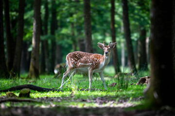 Wild reindeer roaming freely in forest wilderness, natural habitat