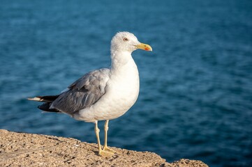 Close-up of a seagull standing on a stone wall by the sea, with ocean and blurred city buildings in the background under a clear blue sky