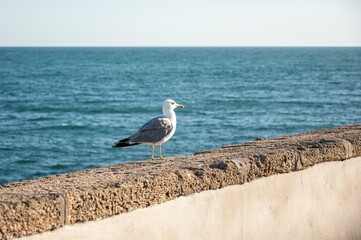 Close-up of a seagull standing on a stone wall by the sea, with ocean and blurred city buildings in the background under a clear blue sky
