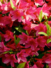 Azalea flowers with pink blossoms in sunlight