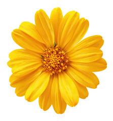 Naklejka premium Close-up of a bright yellow flower with a detailed center