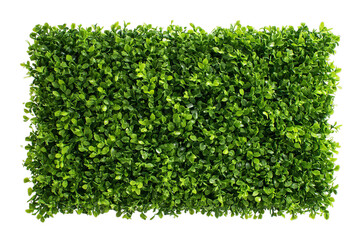 Obraz premium Green leafy hedge isolated on transparent background